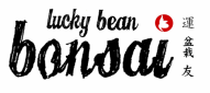 Lucky Bean Bonsai